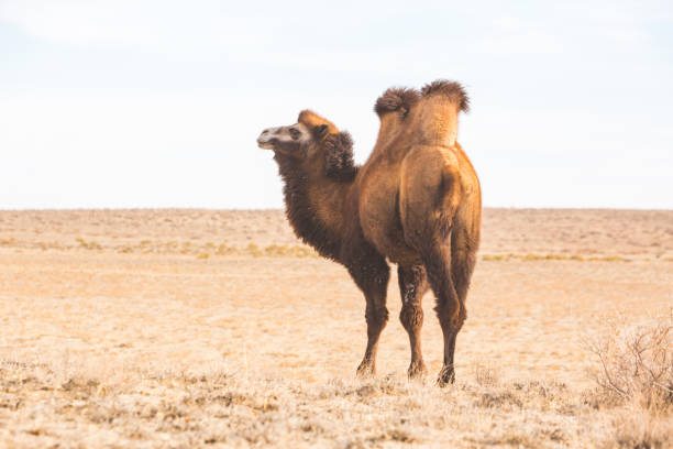 istock One Bactrian camel in the steppe. Kazakhstan 1457408913