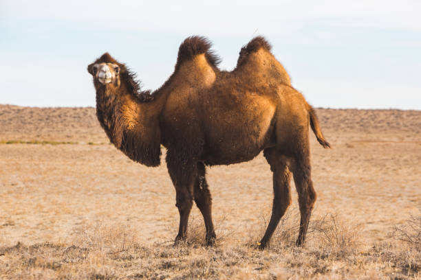 istock One Bactrian camel in steppe. Kazakhstan 1457408970