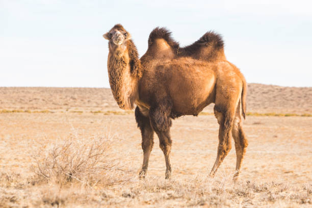 istock One Bactrian camel in steppe. Kazakhstan 1457409048
