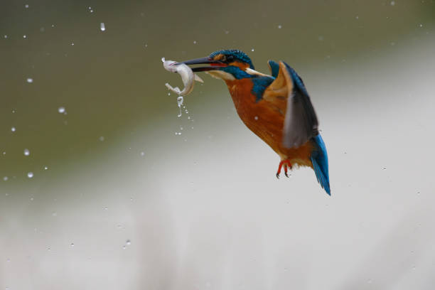 Kingfisher