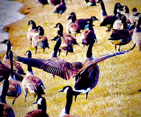Canadian geese begin a migratory trek in search of a warmer climate
