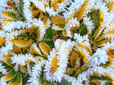 Close up image depicting yellow leaves adorned with ice and frost on a freezing morning in winter.