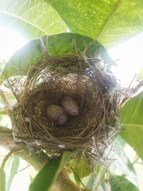 istock The bird's nest on the tree. 1457414685