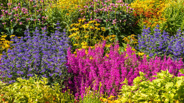 istock A flower meadow with many colorful flowers 1457414936