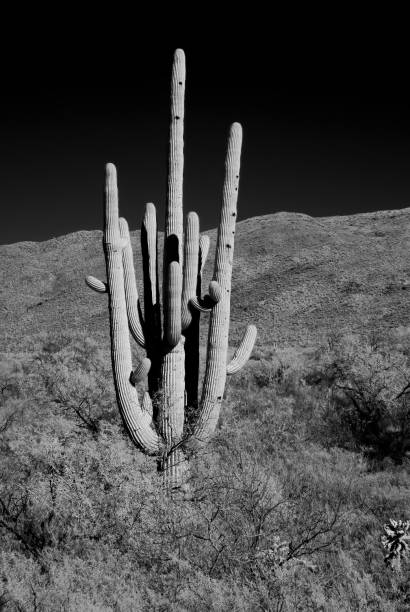 istock Sonora Desert Arizona 1457415353