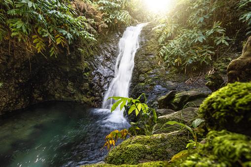 Flowing waterfall with a little pond in the forest of São Jorge island in the Azores.