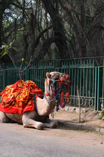 istock A camel is an even-toed ungulate in the genus Camelus that bears distinctive fatty deposits known as humps on its back. Domesticated and decorated camel near a tourist spot. India. 1457416605
