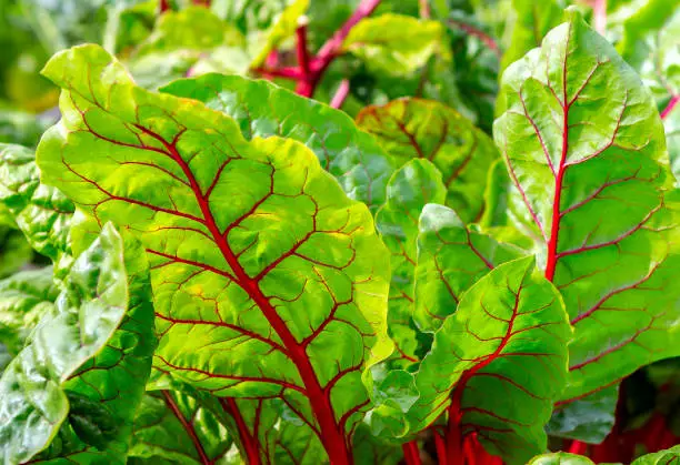 Beet leaf. Green Nature Background. Beet leave close up. Growth beetroots (Beta vulgaris).