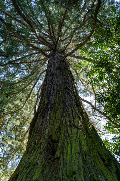 istock Long and mossy tree trunk of huge mammoth trees 1457417613