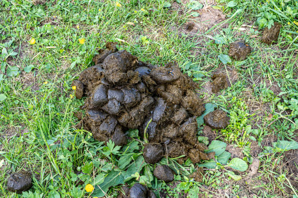 fresh horse excrements on the green field of a farm - 2359 imagens e fotografias de stock