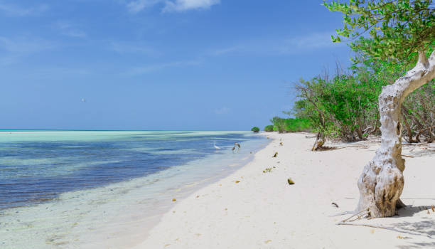 istock beautiful secluded beach area, nice landscape view with wildlife, birds in background 1457419321