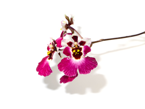 Close up Oncidium orchid flower with soft shadow on white background. (Scientific name Oncidium altissimum)