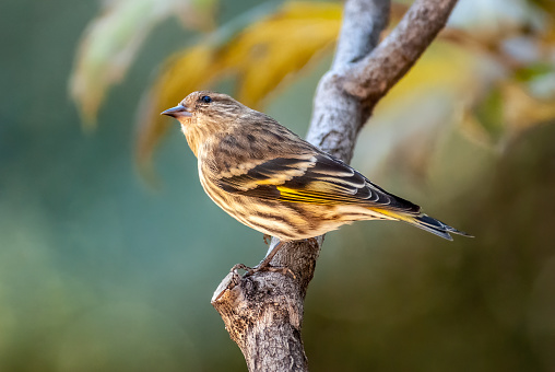 The Pine Siskin (Spinus pinus) is a North American bird in the finch family.  In Northern Arizona they are a common feeder bird throughout the winter.  This bird was photographed at Walnut Canyon Lakes in Flagstaff, Arizona, USA.