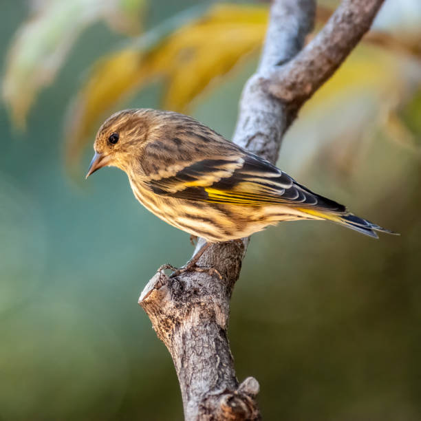 kiefer siskin thronauf einem ast - fichtenzeisig stock-fotos und bilder