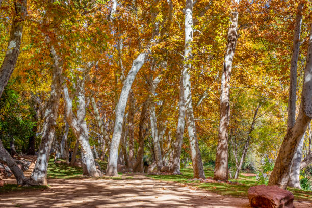istock Sycamore Grove in the Fall 1457420753