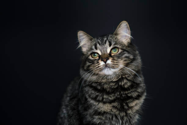 istock fluffy tabby cat on a black background. Green eyes squint, arrogant, impudent cat. smart looking cat 1457421274