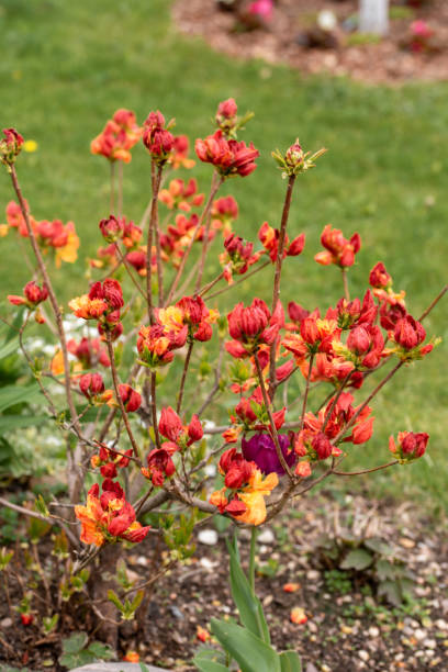 istock Azalea flower in bloom. 1457421285