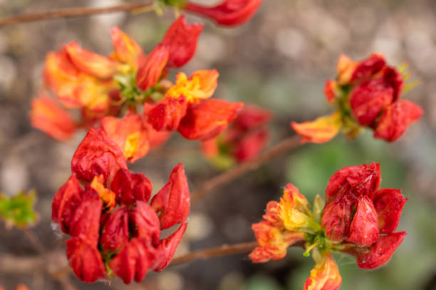 istock Azalea flower in bloom. 1457421315