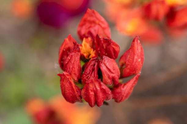 Flowers in the country. Nature and beautiful colors. Tulips. Landscape at the cottage. Favorite garden.