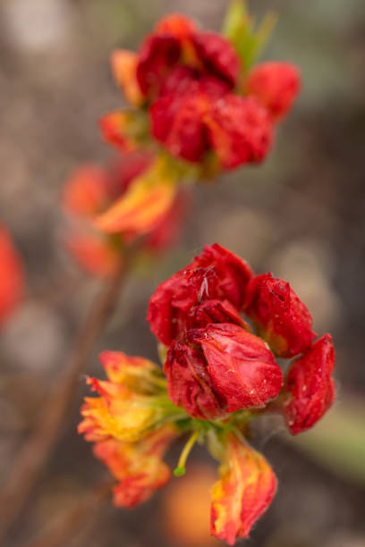 istock Azalea flower in bloom. 1457421328