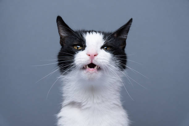 istock tuxedo cat making funny face portrait on gray background 1457422943