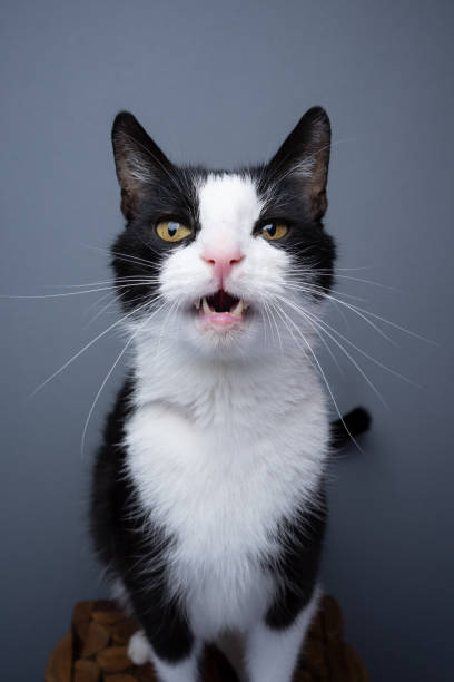 istock tuxedo cat meowing making funny face 1457423648