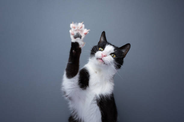 istock playing tuxedo cat showing claws 1457423669