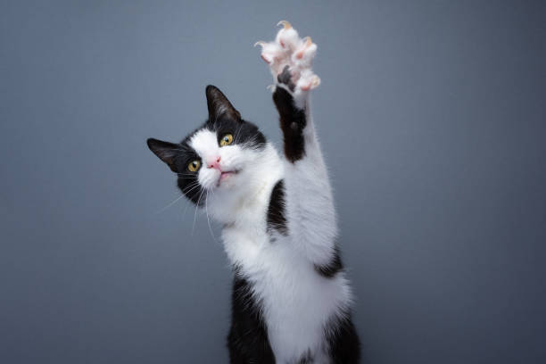 istock playing tuxedo cat showing claws 1457423698