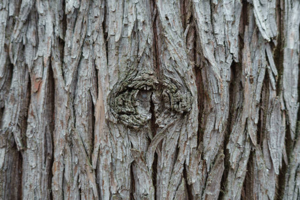 Close up of bark of cypress tree