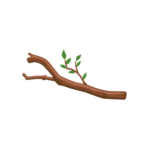 ilustrações, clipart, desenhos animados e ícones de galho da árvore com ilustração vetorial das folhas - computer graphic image lumber industry branch