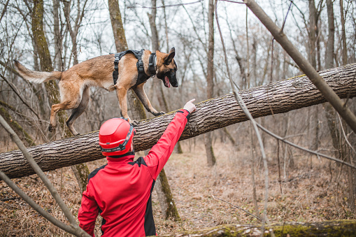 A millennial mountain rescuer dressed in a special wardrobe trains his Belgian Shepherd dog in the forest