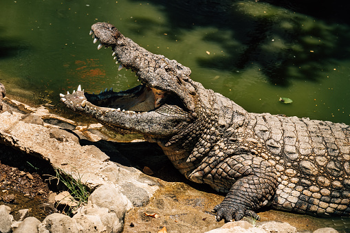 Portrait of Nile crocodile open a huge jaw with big teeth drying a mouth after the good lunch. La Vanille Nature Park zoo on Mauritius island. Beauty in Nature concept photo.