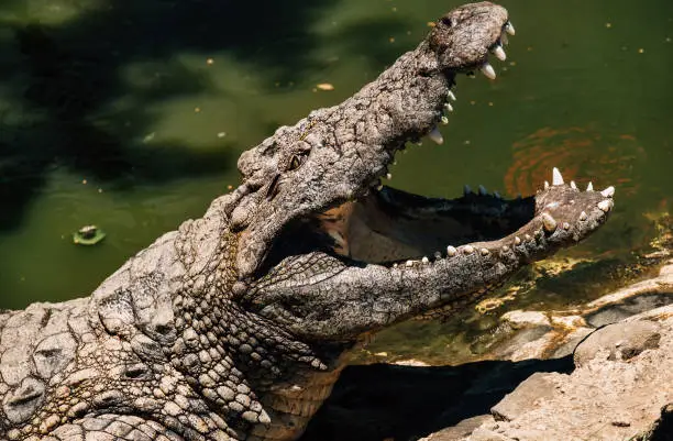 Photo of Portrait of Nile crocodile open a huge jaw with big teeth drying a mouth after the good lunch. La Vanille Nature Park zoo on Mauritius island. Beauty in Nature concept photo.