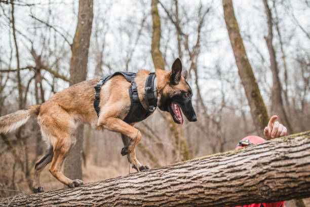 istock A mountain rescue worker trains a Belgian Shepherd dog in nature 1457425821