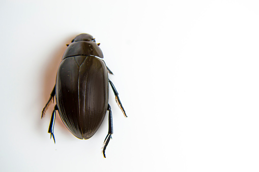 Beetle close-up on a white background for your advertising, a protection tool against cockroaches, and beetles. High quality photo