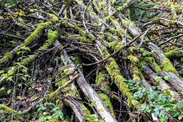 istock Mossy undergrowth in the middle of the dark forest 1457426115
