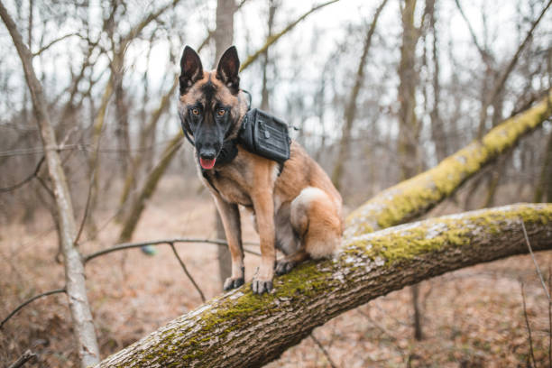 istock Belgian shepherd in the wild area 1457427080