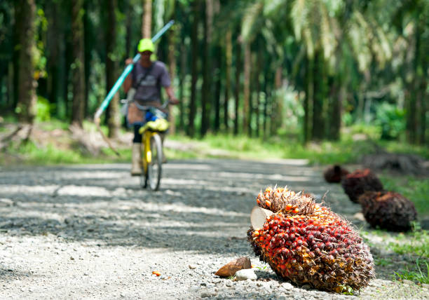 Palm fruit awaits collection from road, with palm worker on bicycle, Savegre River, San Jose, Costa Rica. Palm workers cut the fruit by hand using long poles with knives at the end, for collection by truck at a later stage.The rural industry of palm oil production has taken over thousands of acres of land and become a mainstay of Costa Rican export. Costa Rica shows little evidence of its colonial history but abounds in shimmering vibrant colours and diversity of plant and animal species within its varied landscapes of coastal territory and tropical rainforest that hosts migration from north America and south America to give it unparalleled variety.