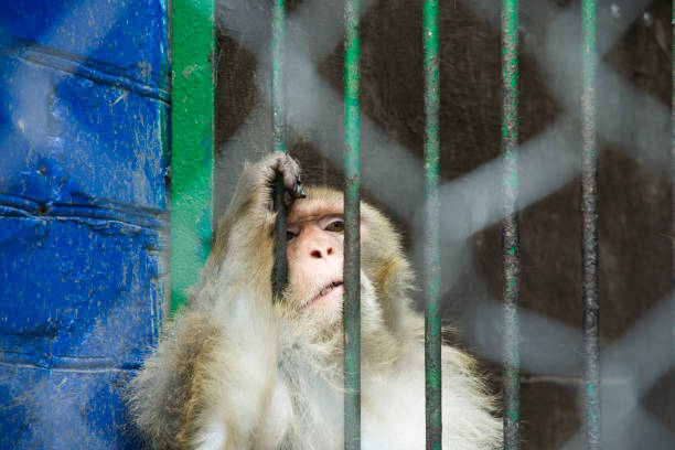 istock Sad look of a monkey from a zoo cage 1457427821