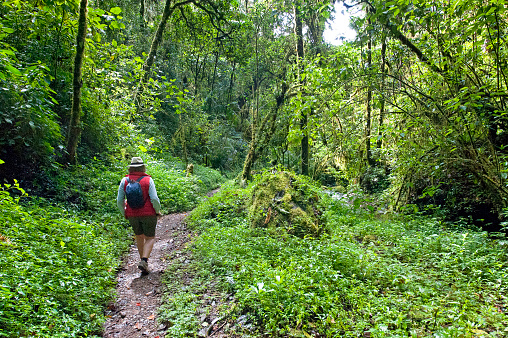 Hiker strolls along cloud forest trail, San Gerardo de Dota, San Jose, Costa Rica. Costa Rica shows little evidence of its colonial history but abounds in shimmering vibrant colours and diversity of plant and animal species within its varied landscapes of coastal territory and tropical rainforest that hosts migration from north America and south America to give it unparalleled variety.