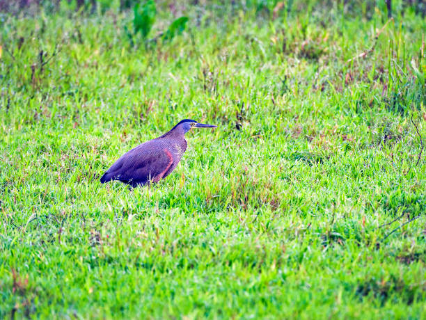 istock Tiger Heron in grassland, Costa Rica 1457429311