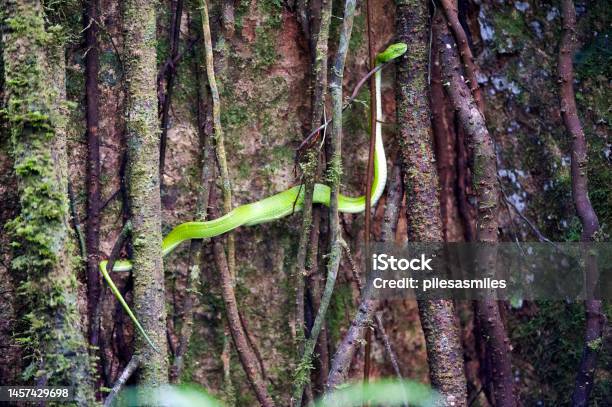 Sidestriped Palm Pit Viper Entwined In Vines Whilst Digesting Meal Costa Rica Stock Photo - Download Image Now