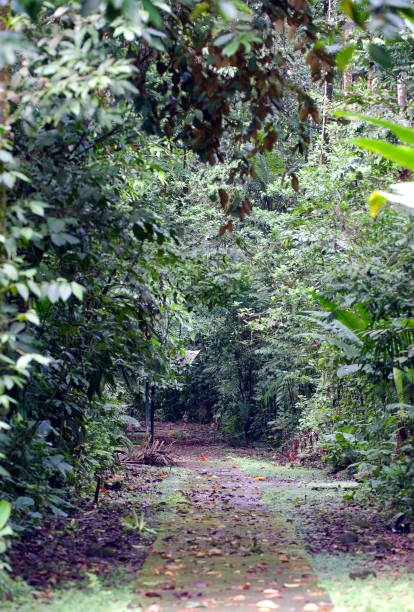 istock Tropical forest trail, La Selva, Costa Rica 1457430192