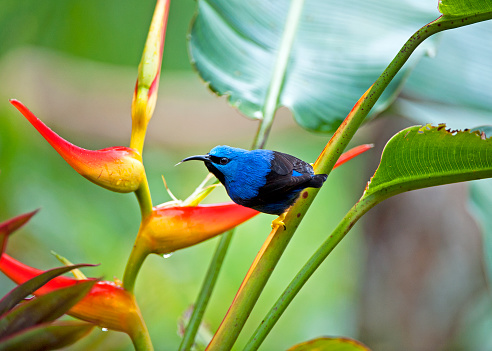 Shimmering vibrant colours and diversity of species such as this Shining Honeycreeper, marks Costa Rica as one of the principal Central America countries with a territory and tropical rainforest that hosts migration from north America and south America to give it unparalleled numbers and variation of birdlife