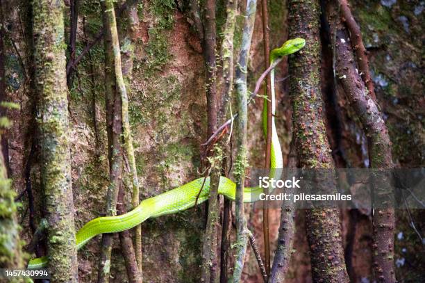 Sidestriped Palm Pit Viper Digesting Meal Costa Rica Stock Photo - Download Image Now