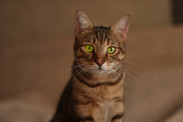 istock brown tabby cat with yellow eyes is looking at camera 1457431063