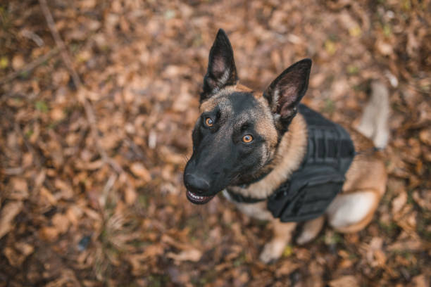 Belgian Shepherd Malinois dog standing and barking in forest. This file is cleaned and retouched.