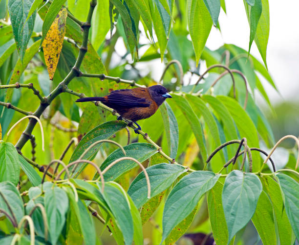 istock Seedeater, La Selva, Costa Rica 1457431994