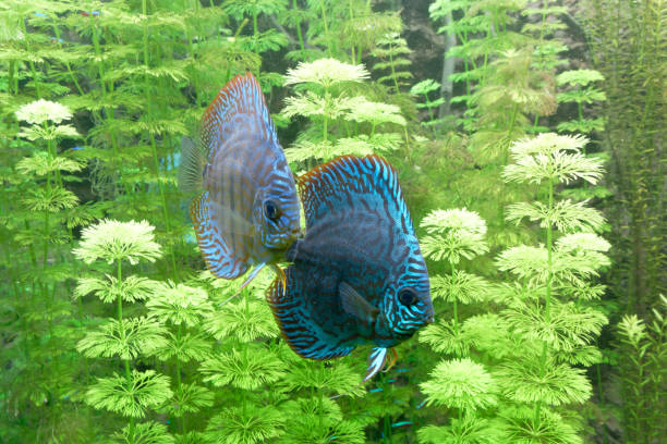 Blue Discus, pompadour fish, in freshwater aquarium. Symphysodon aequifasciatus. Amazon river. Blue Discus (pompadour fish) in freshwater aquarium. Symphysodon aequifasciatus are freshwater fish with colorful, graceful, bright colors., native in Amazon river , South America,Family Cichlidae pompadour fish stock pictures, royalty-free photos & images