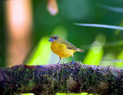Tropical Parula (Setophaga pitiayumi) is a small New World warbler. It is a small passerine bird.